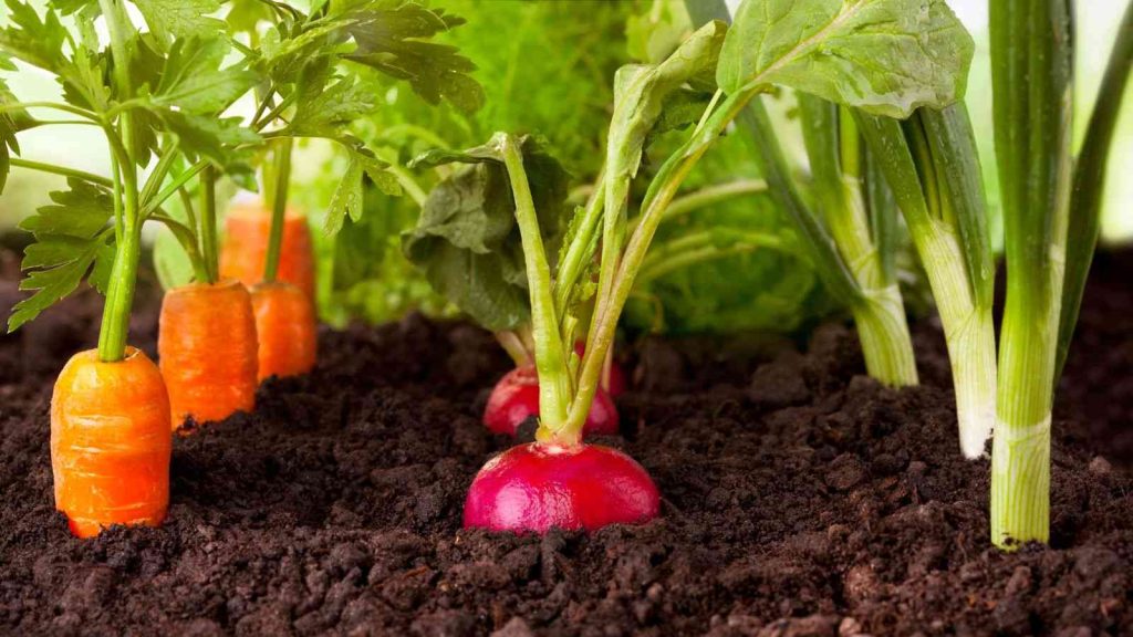 Posso cultivar várias espécies de plantas juntas no vaso? Descubra a resposta para NÃO cometer ERROS