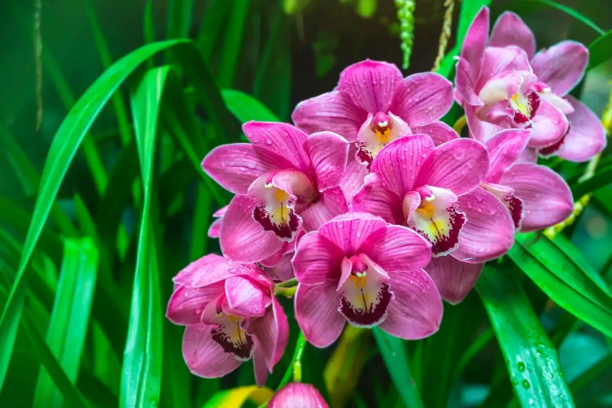 flores de orquídea