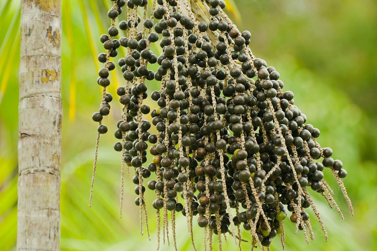 frutas de açaí