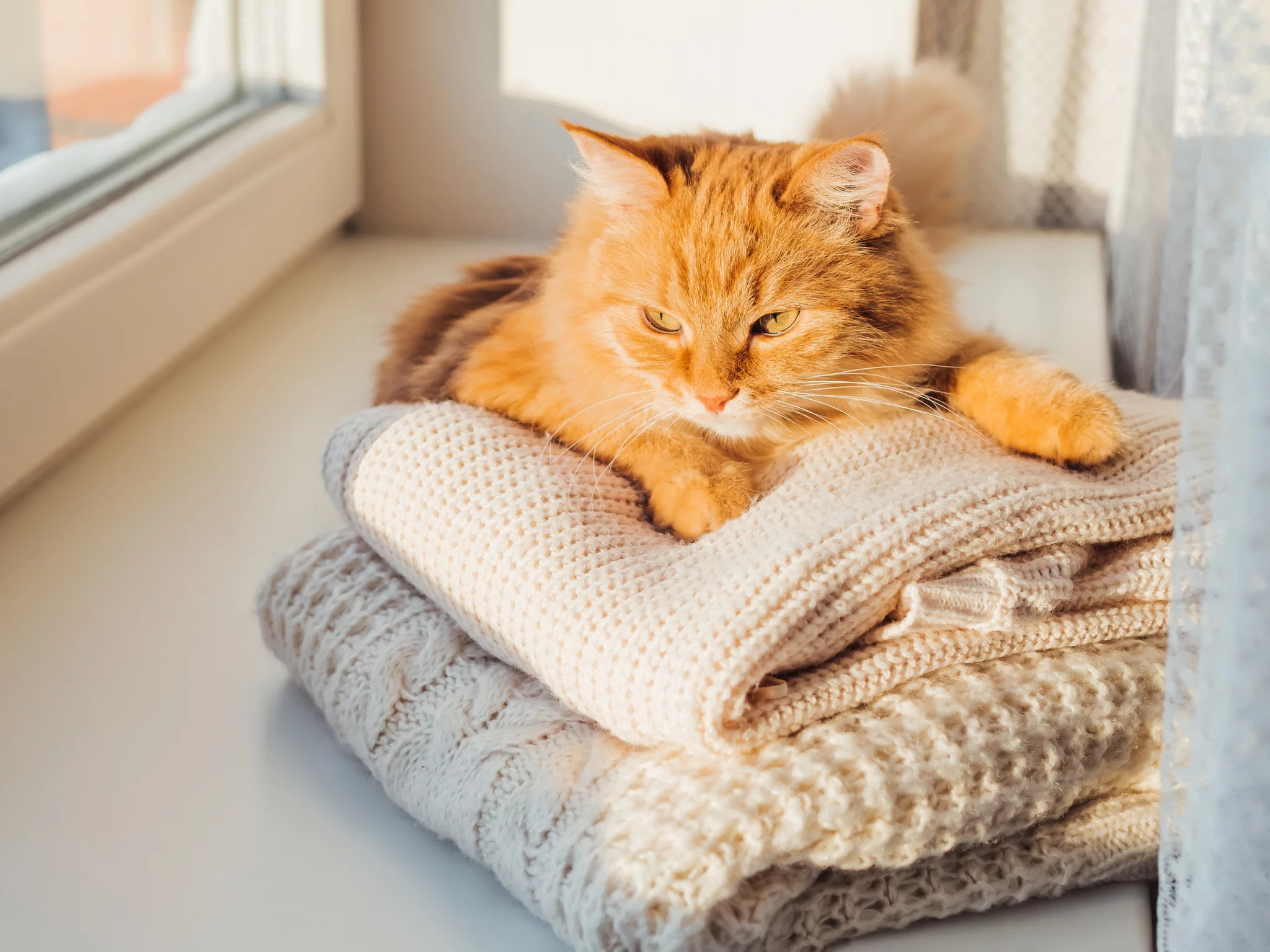 gato deitado em cima de roupas dobradas