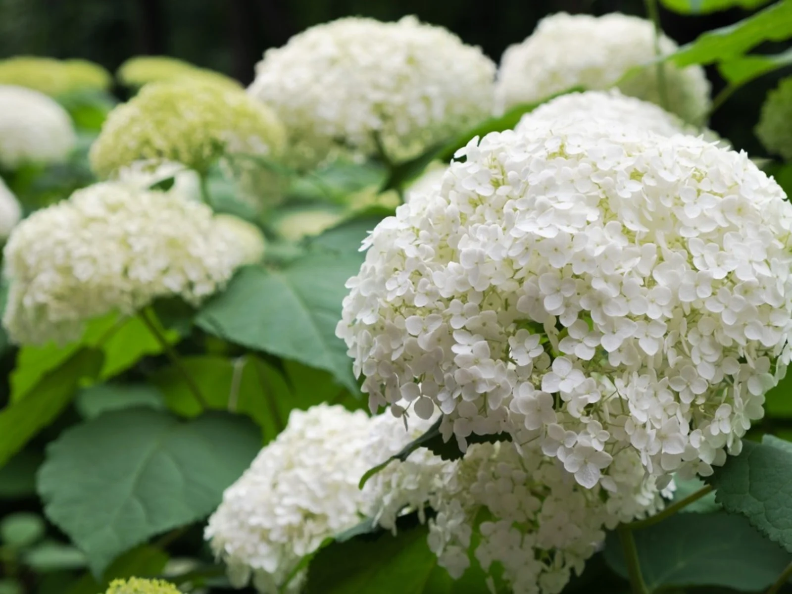 hortênsias brancas