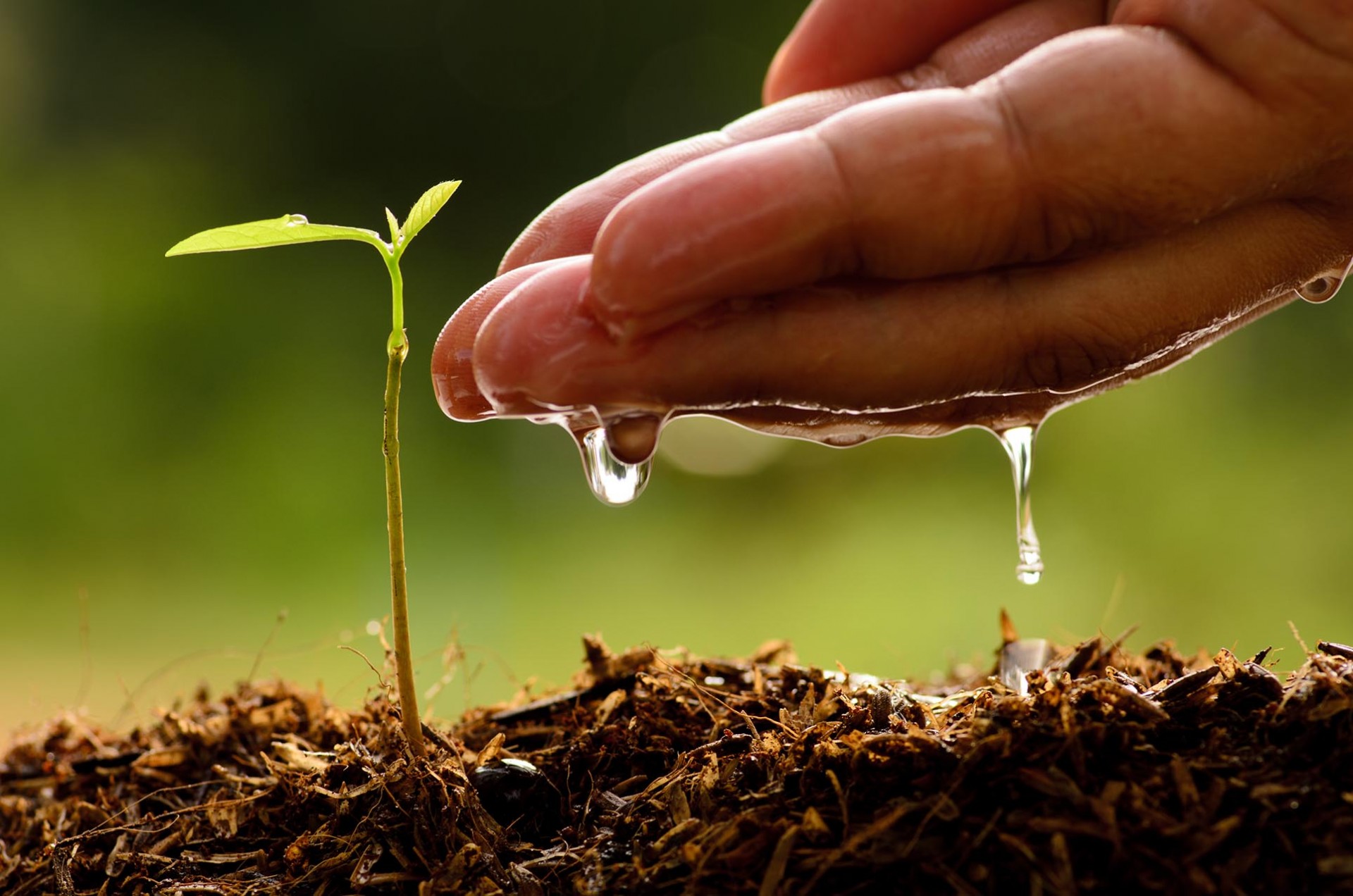 mão colocando água próximo à muda de planta