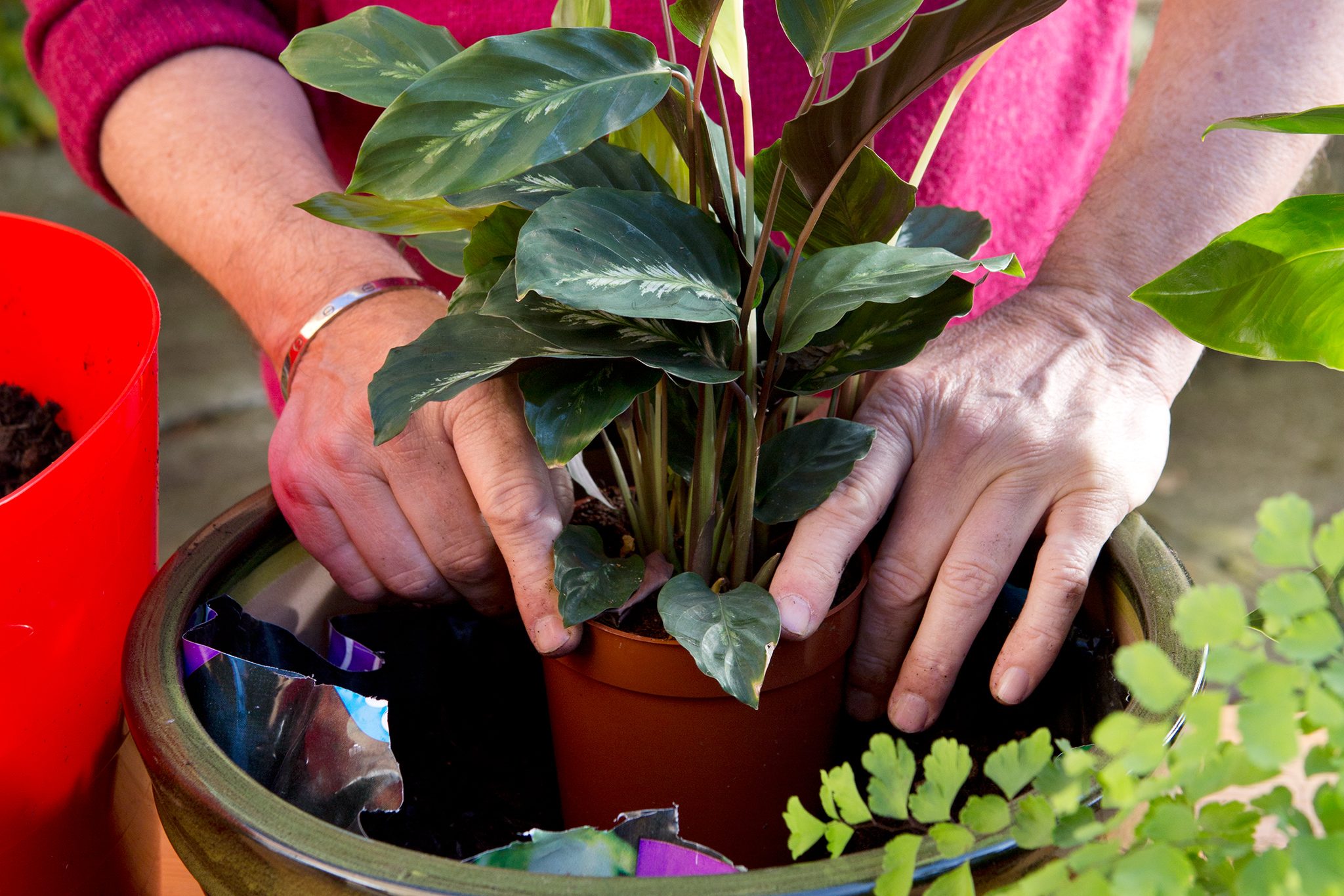 mulher cuidando de calathea