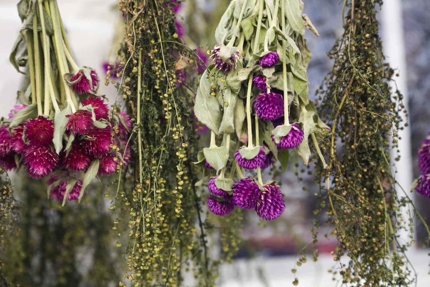 plantas desidratadas penduradas