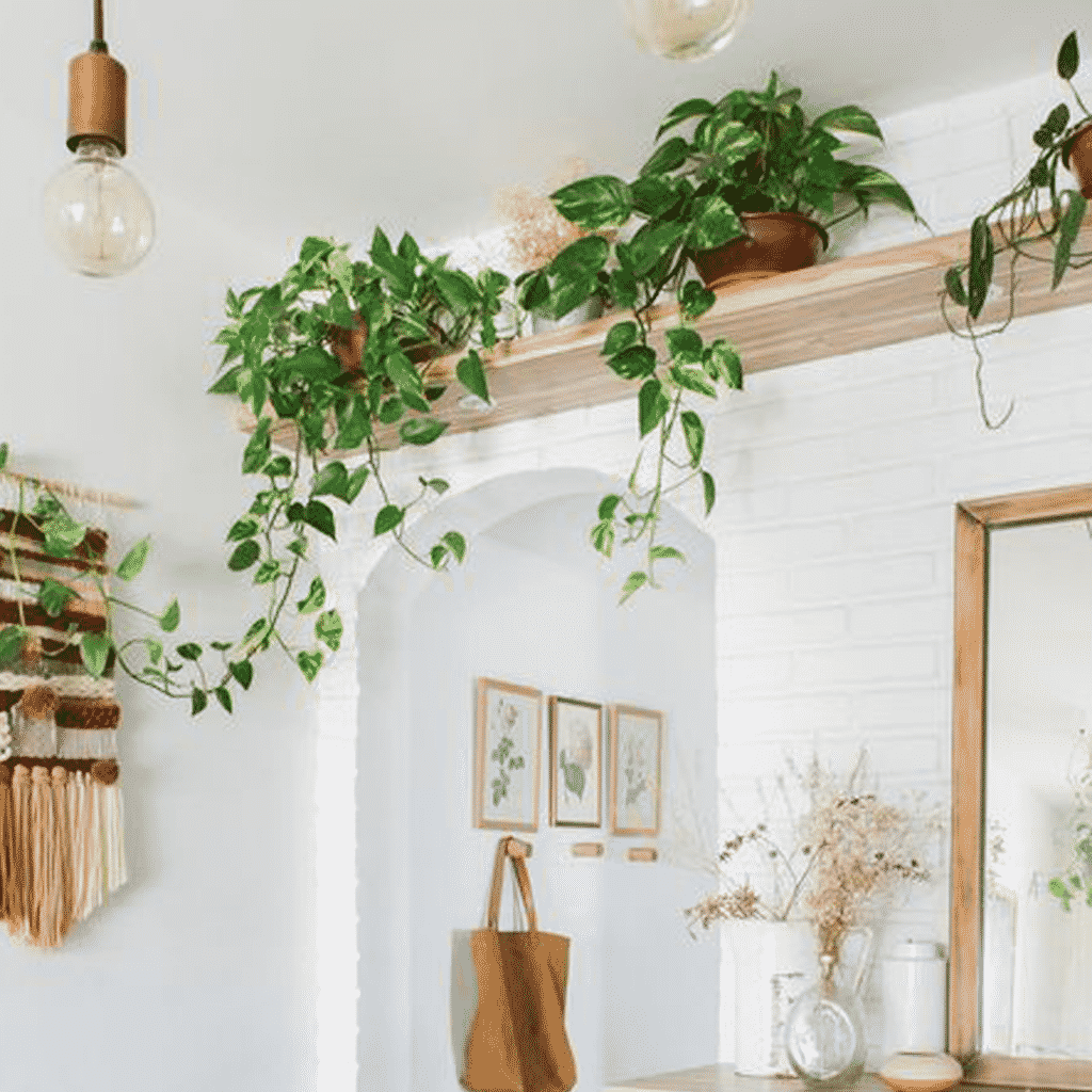 plantas em prateleira perto do teto