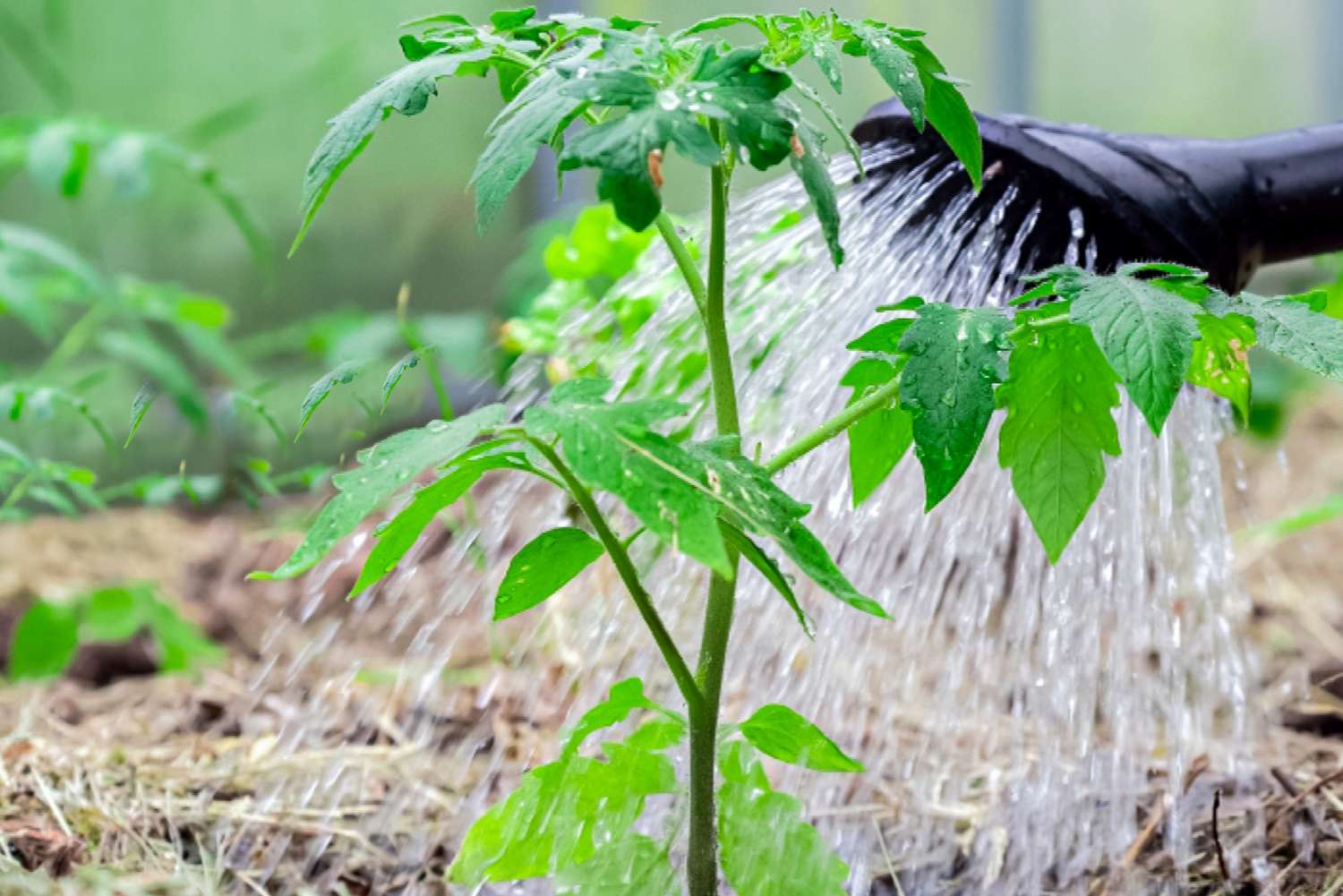 rega de planta em quintal