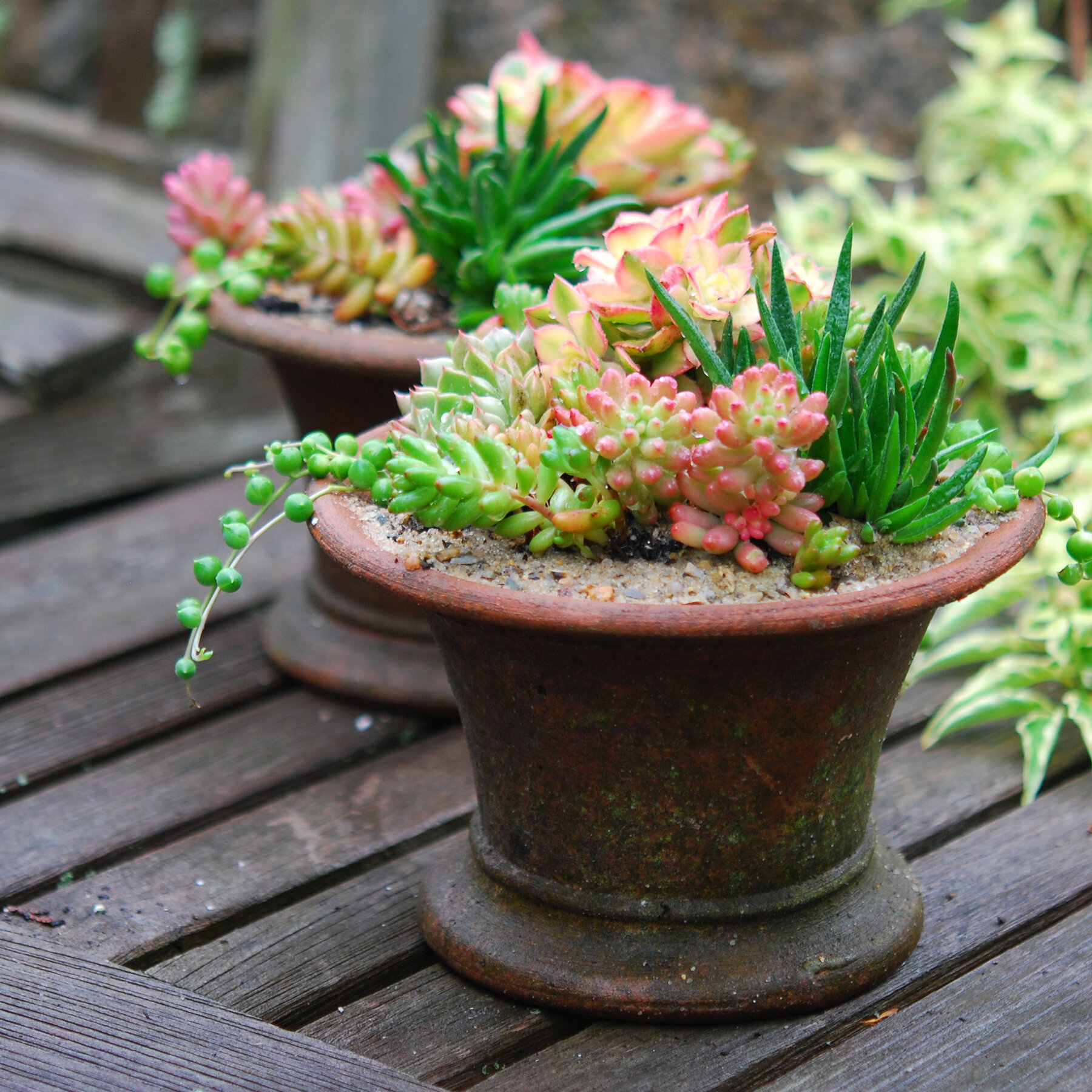 suculentas em vaso no jardim