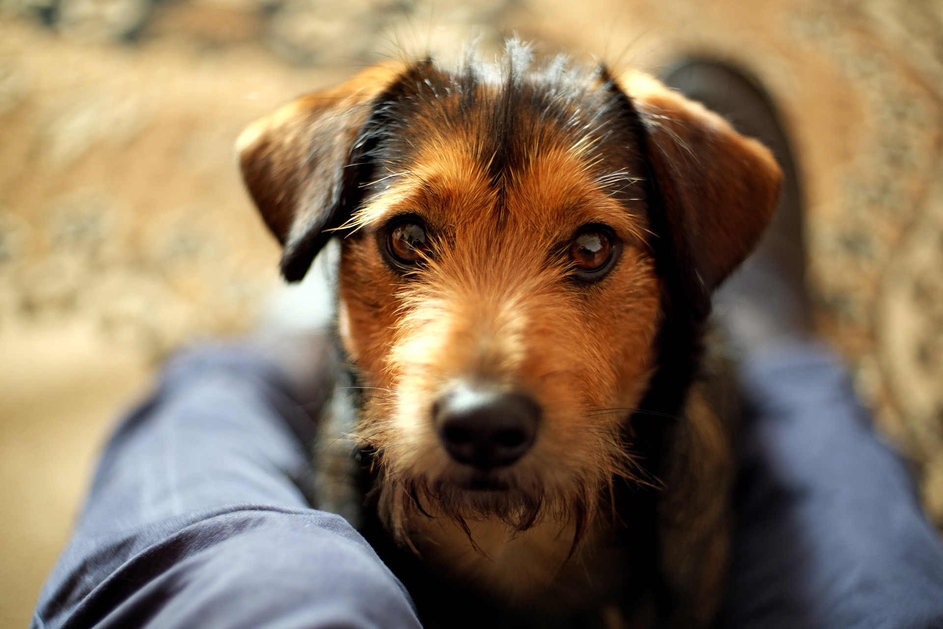 Adoção de animais para viverem em espaços pequenos: como escolher o pet certo para o ambiente