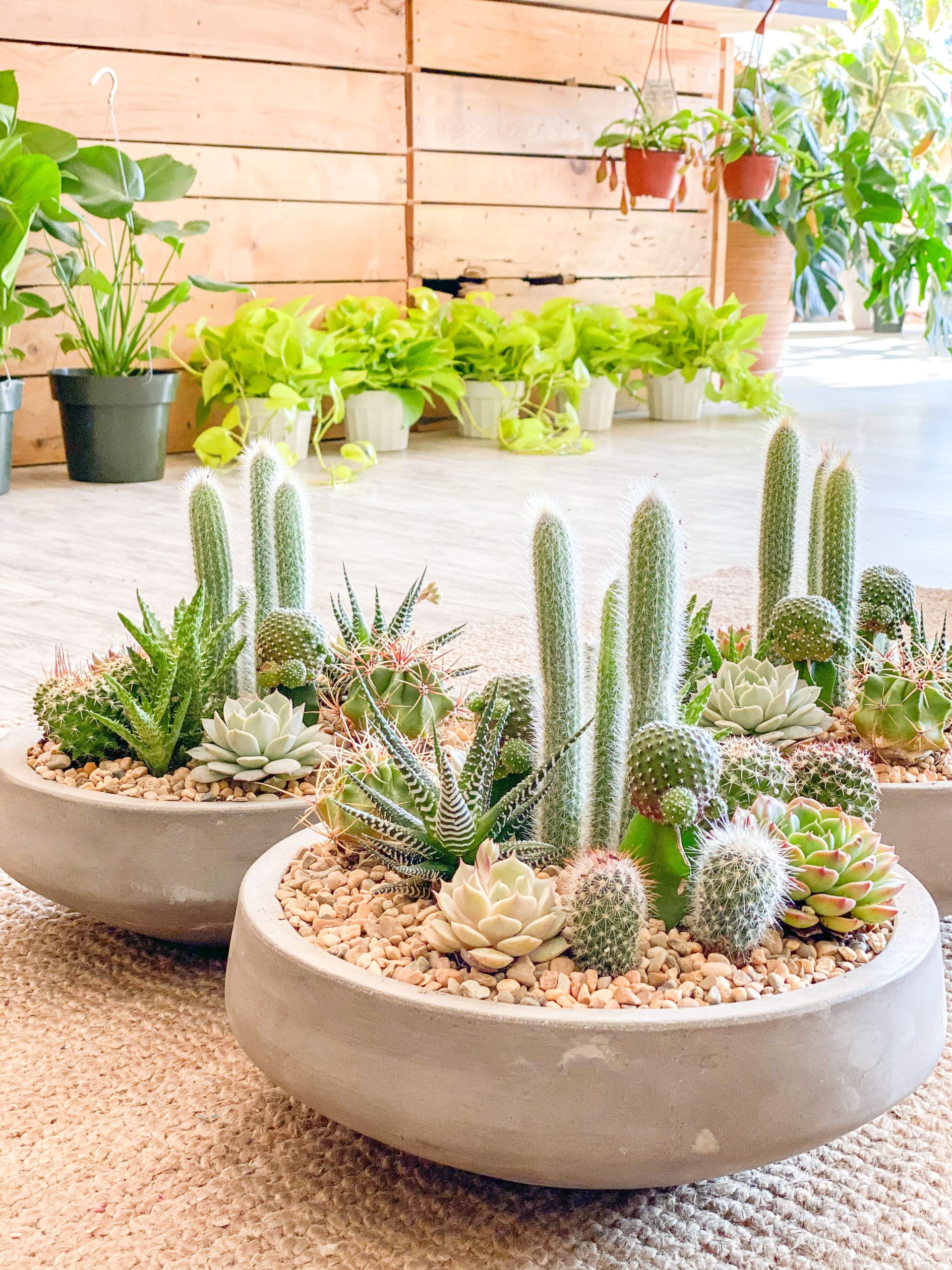 arranjos com cactos em vasos