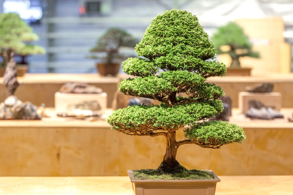 bonsai chokkan