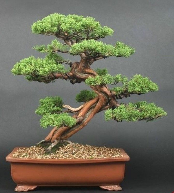 bonsai moyogi