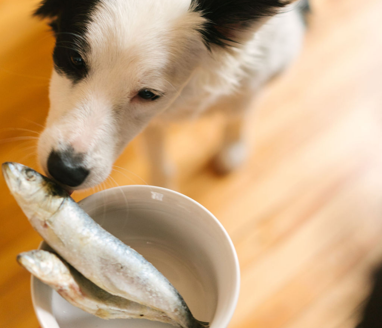 cachorro cheirando sardinhas