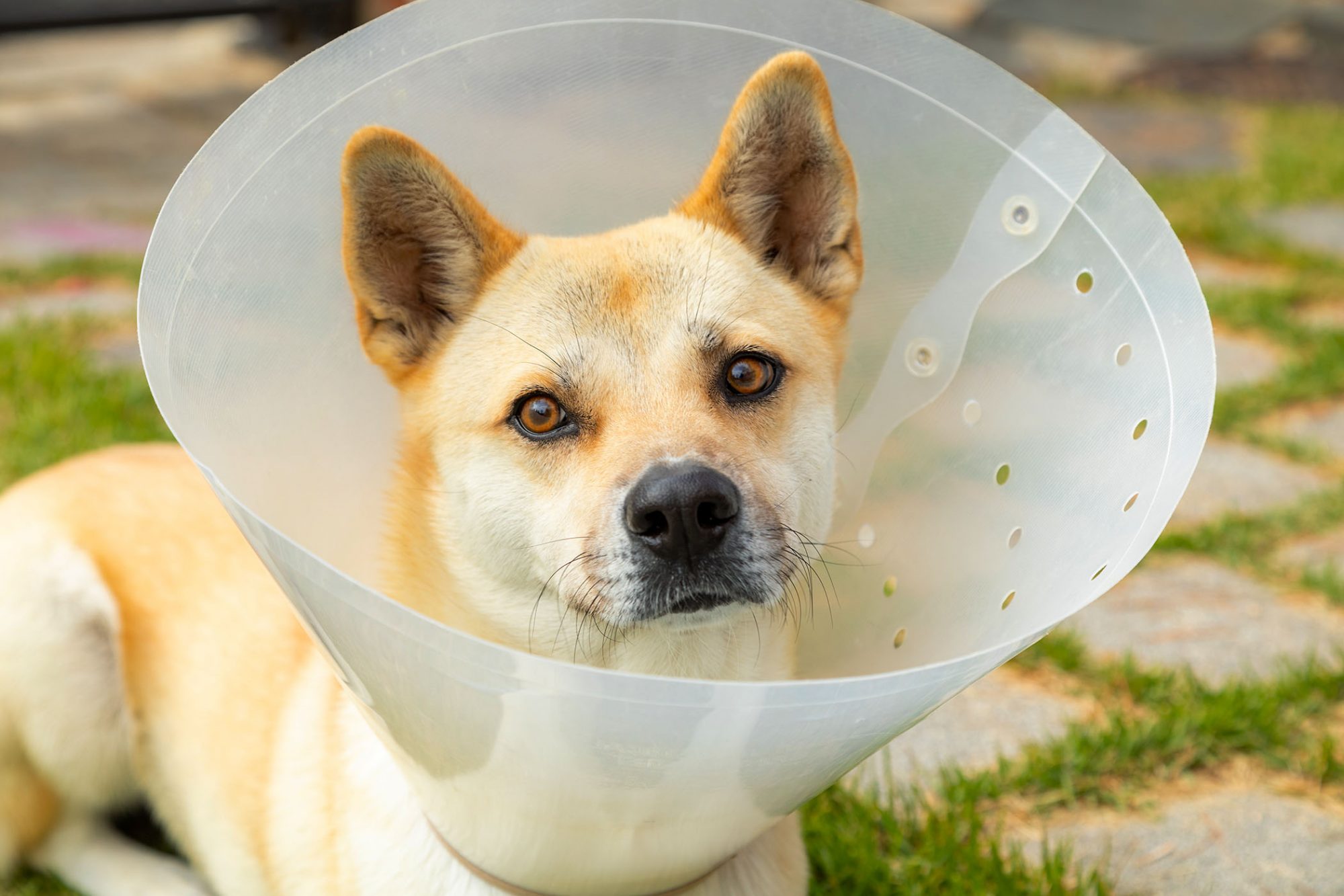 cachorro com cone no pescoço