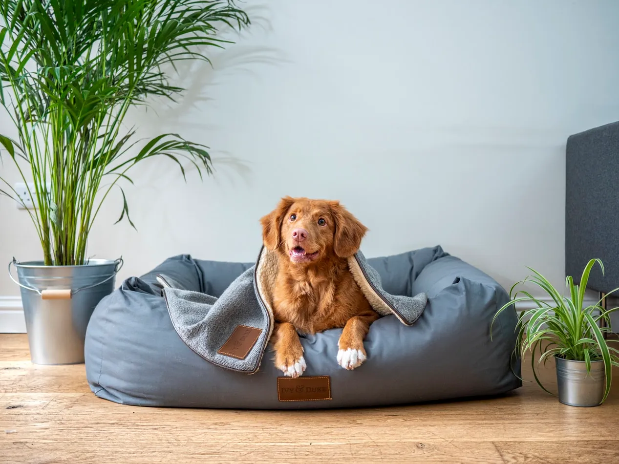 cachorro deitado em sua caminha