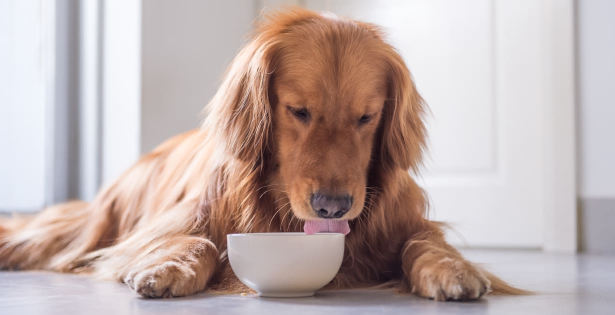 cachorro lambendo tigela