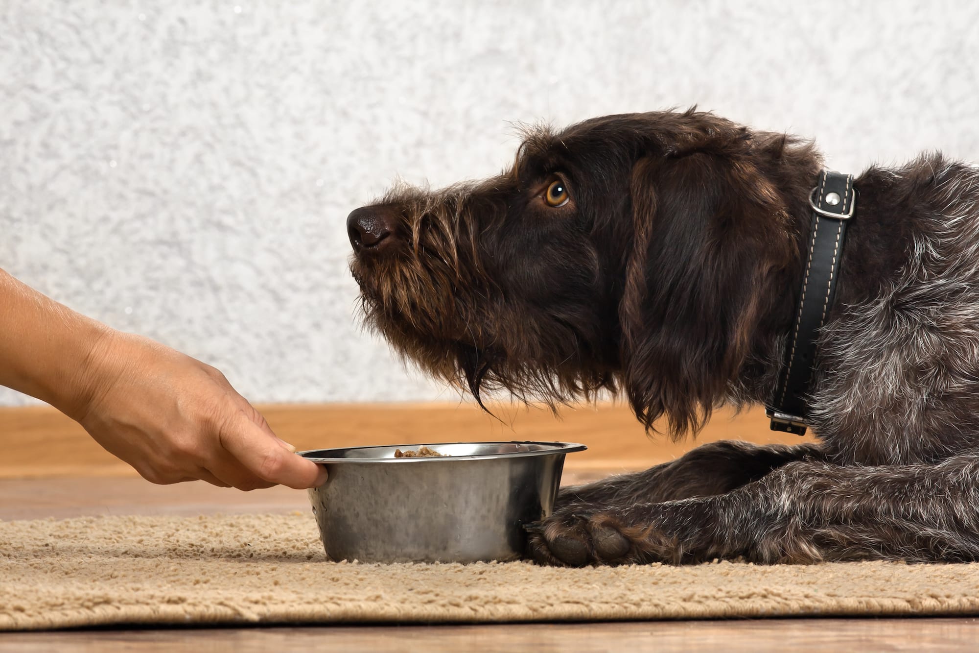 cachorro olhando para dono com tigela de ração à frente