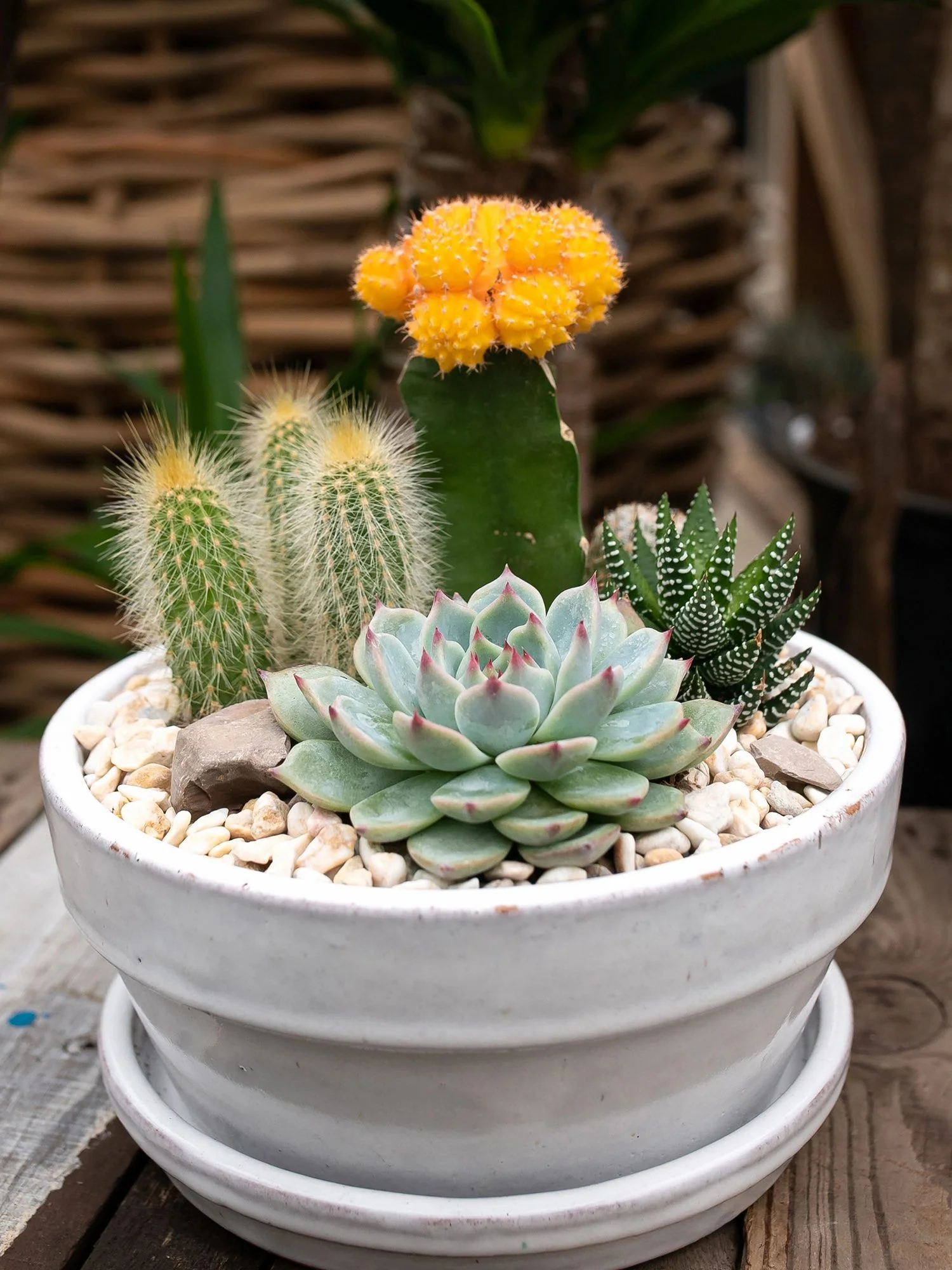 cactos e suculentas em vaso