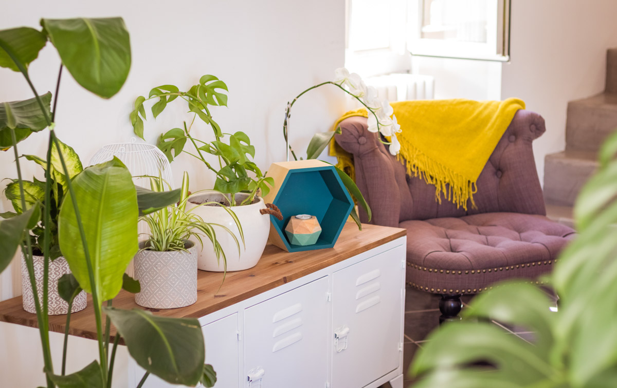 espaço da casa com várias plantinhas