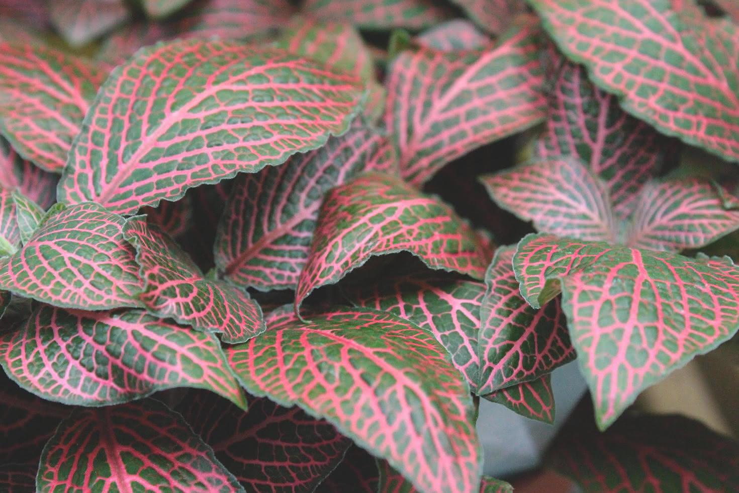 fittonia rosa