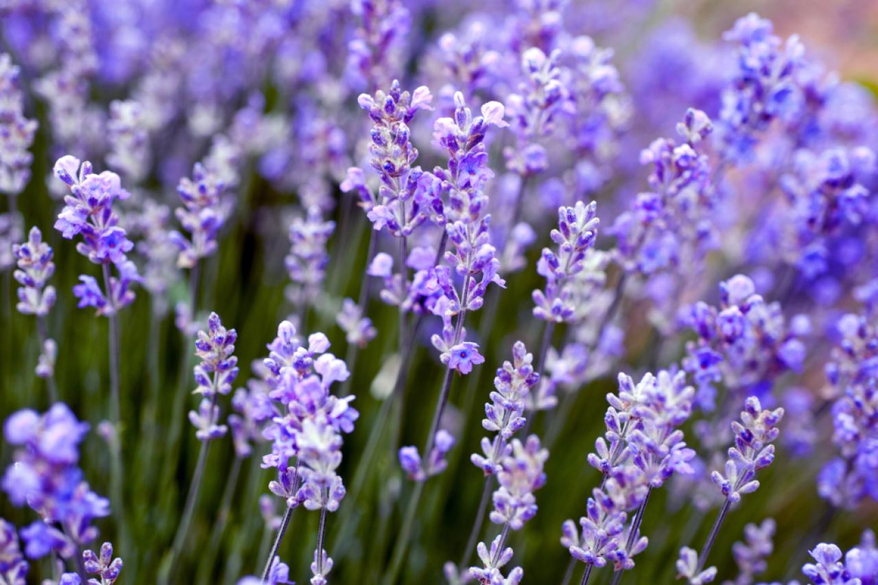 flor lavanda