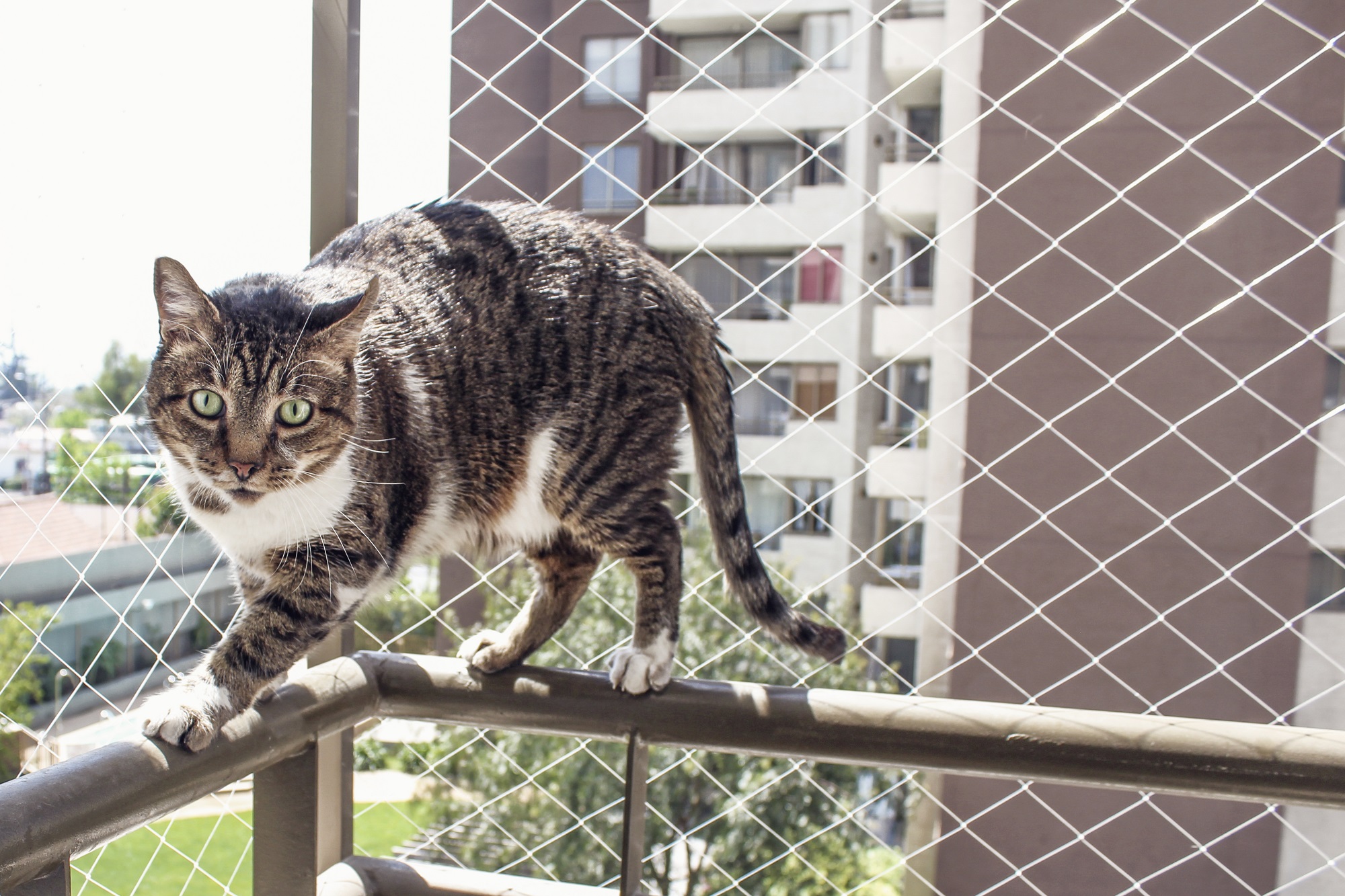 gato em sacada com rede de proteção