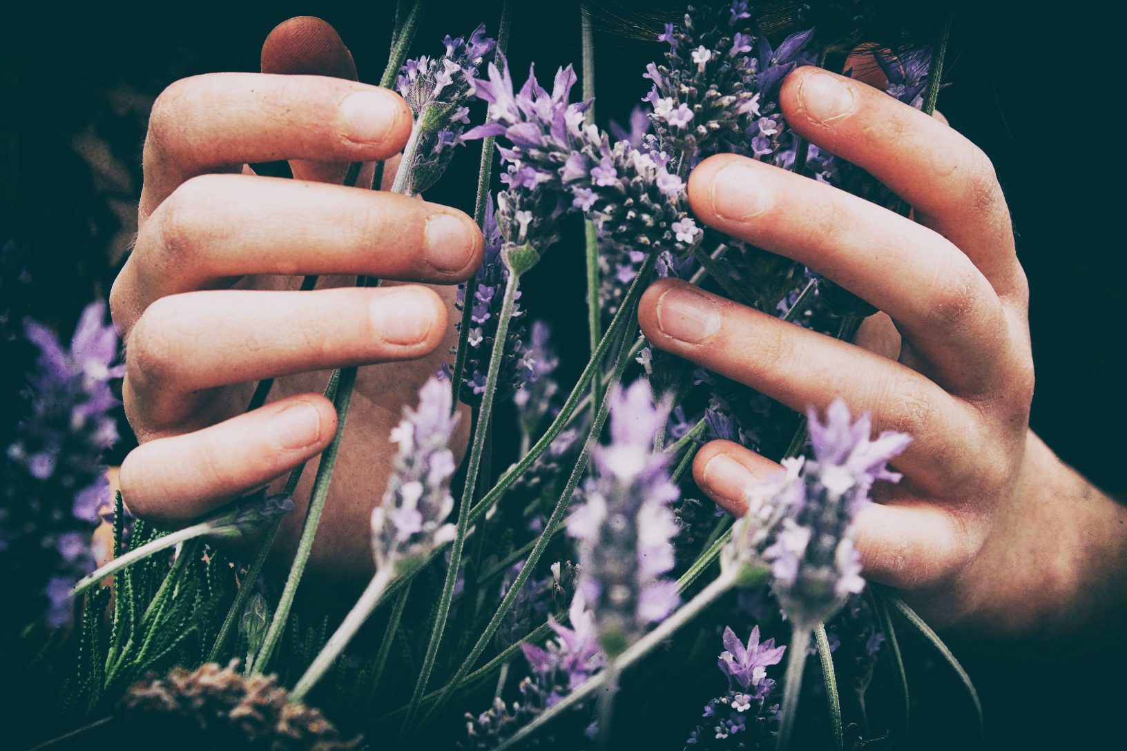 mãos segurando lavanda