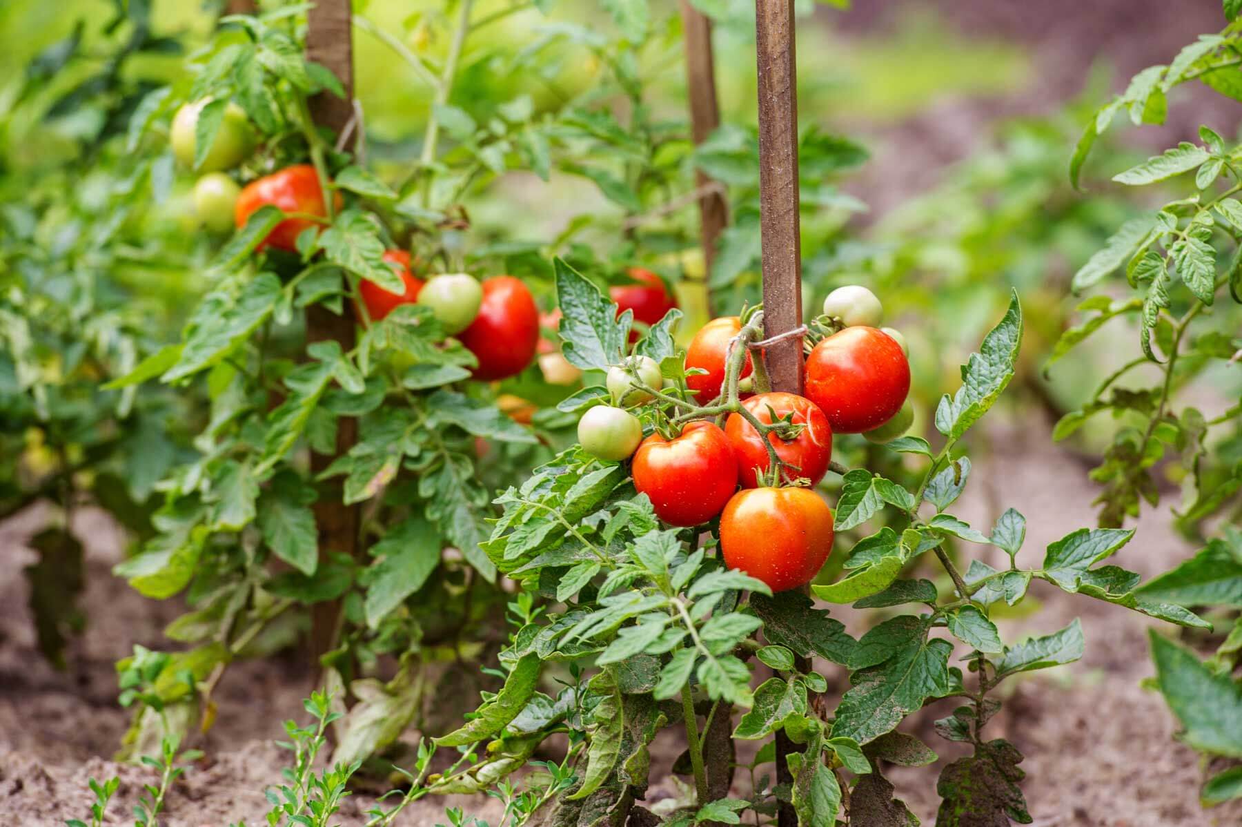 pés de tomate