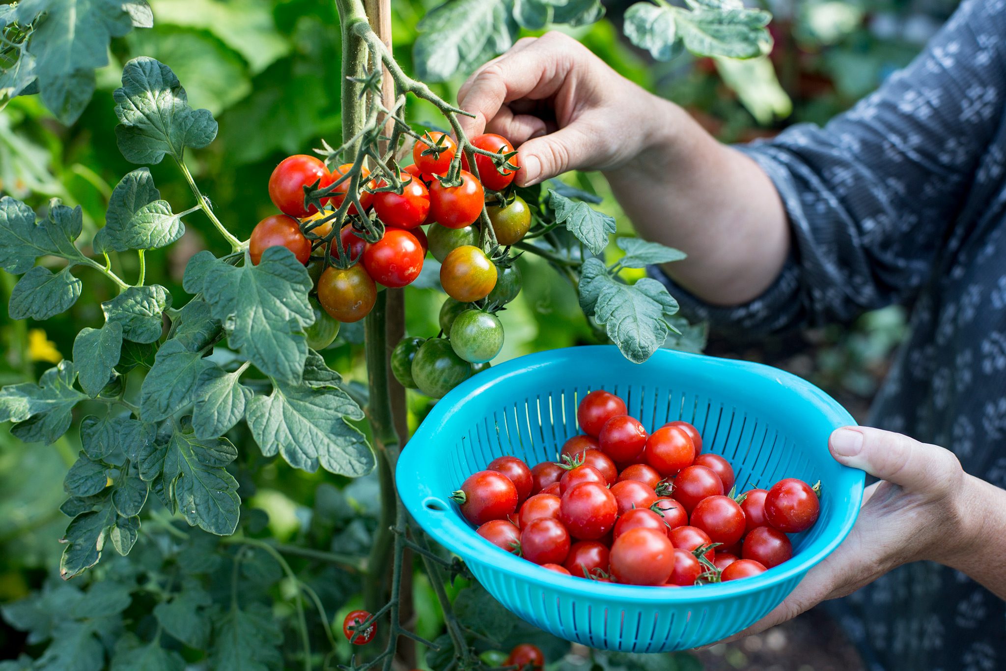 pessoa colhendo tomates