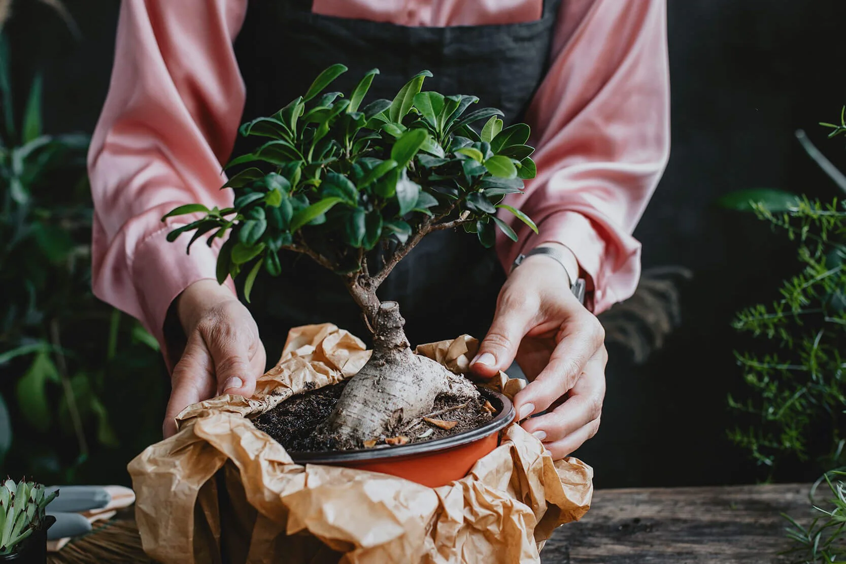 pessoa com bonsai