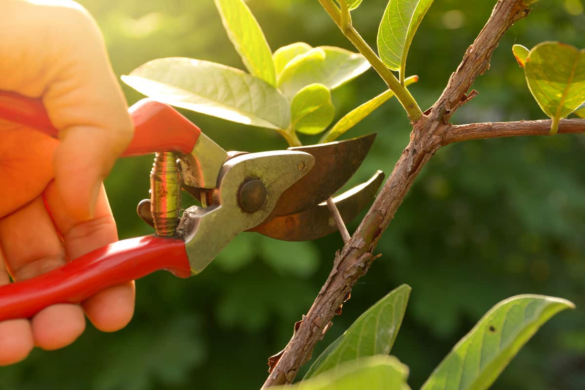 5 dicas para plantas no outono: veja como preparar e cuidar de suas verdinhas nessa época do ano