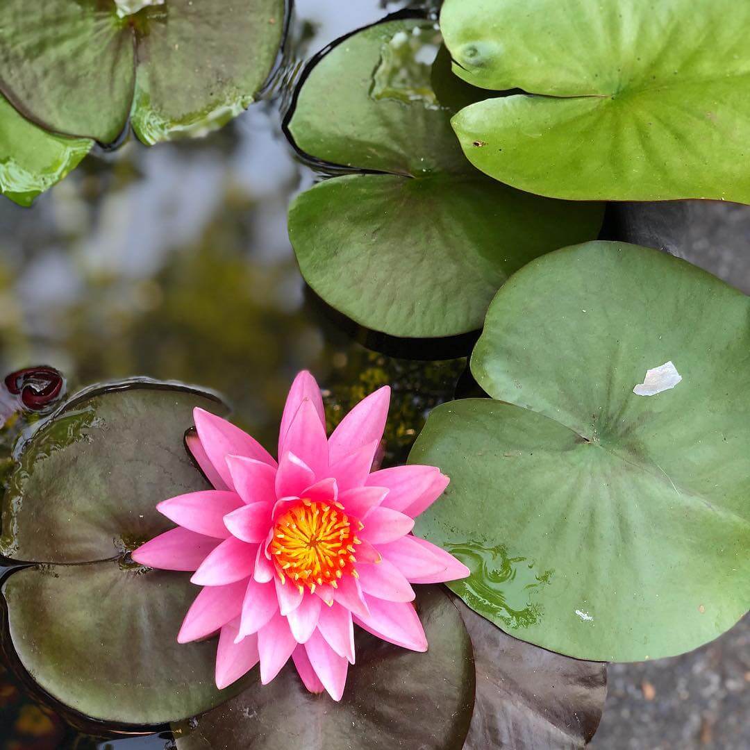 Flor de Lótus: Significado, Benefícios e Como Cultivar