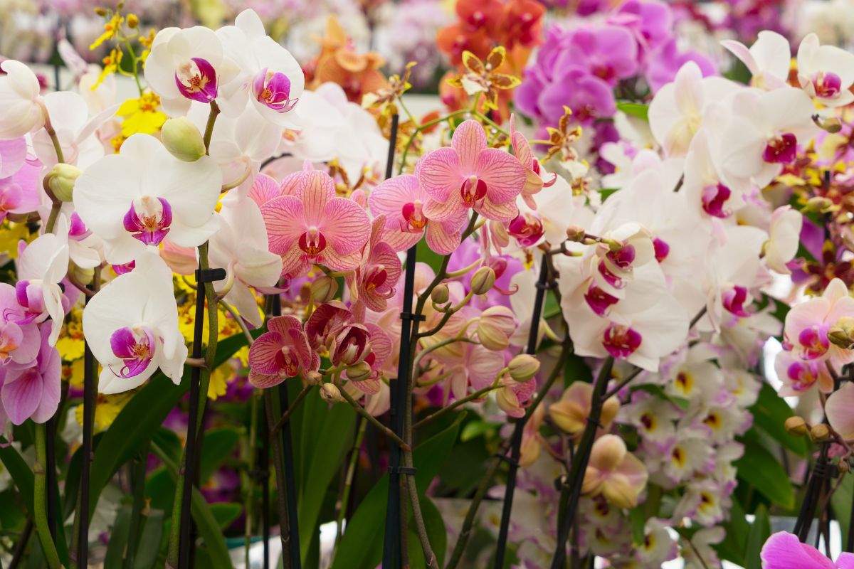 orquídeas como cultivar