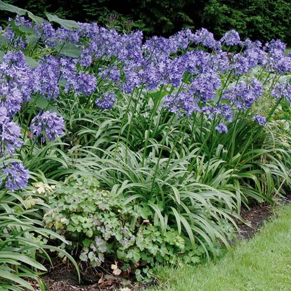 agapantos em jardim