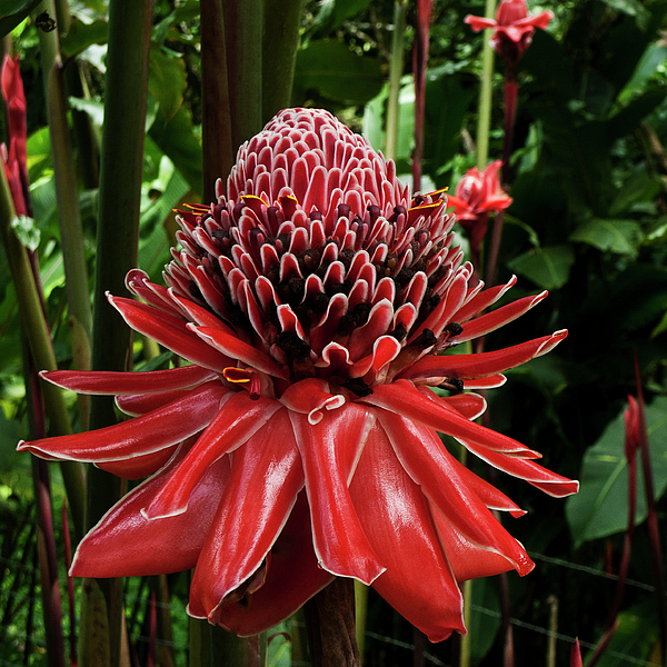 bastão do imperador vermelho-escuro