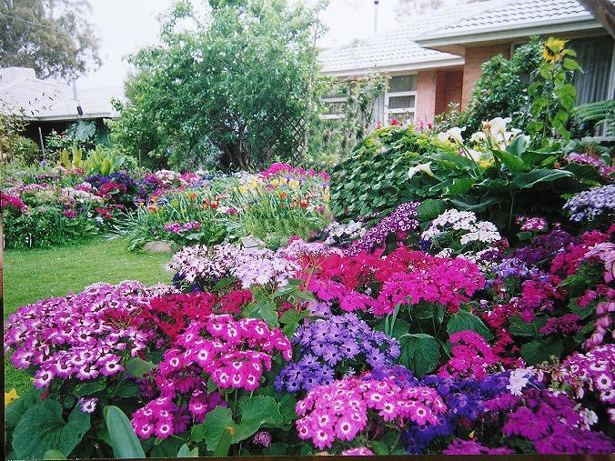 cinerárias em jardim