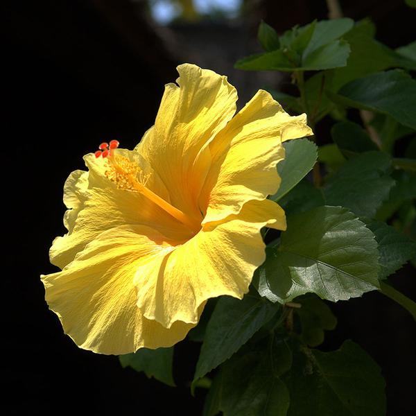 hibisco amarelo