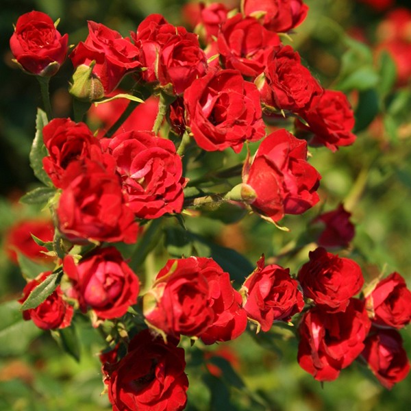 rosas vermelhas