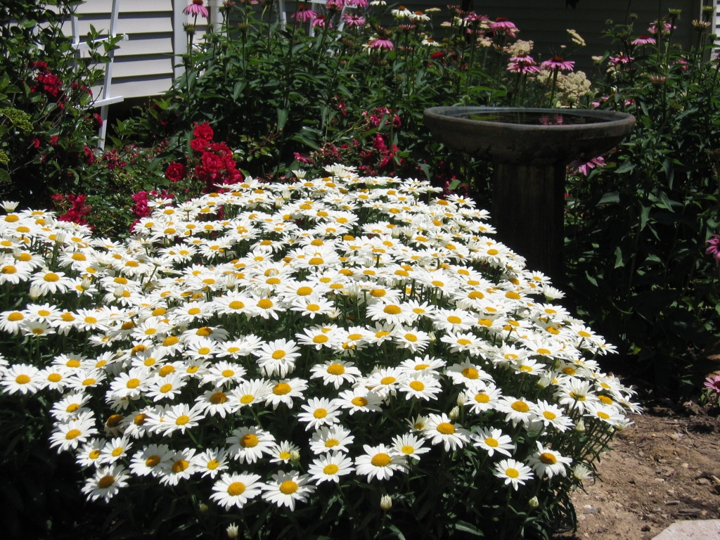 margaridas brancas em jardim