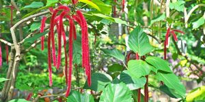 Planta Rabo-de-gato como cultivar