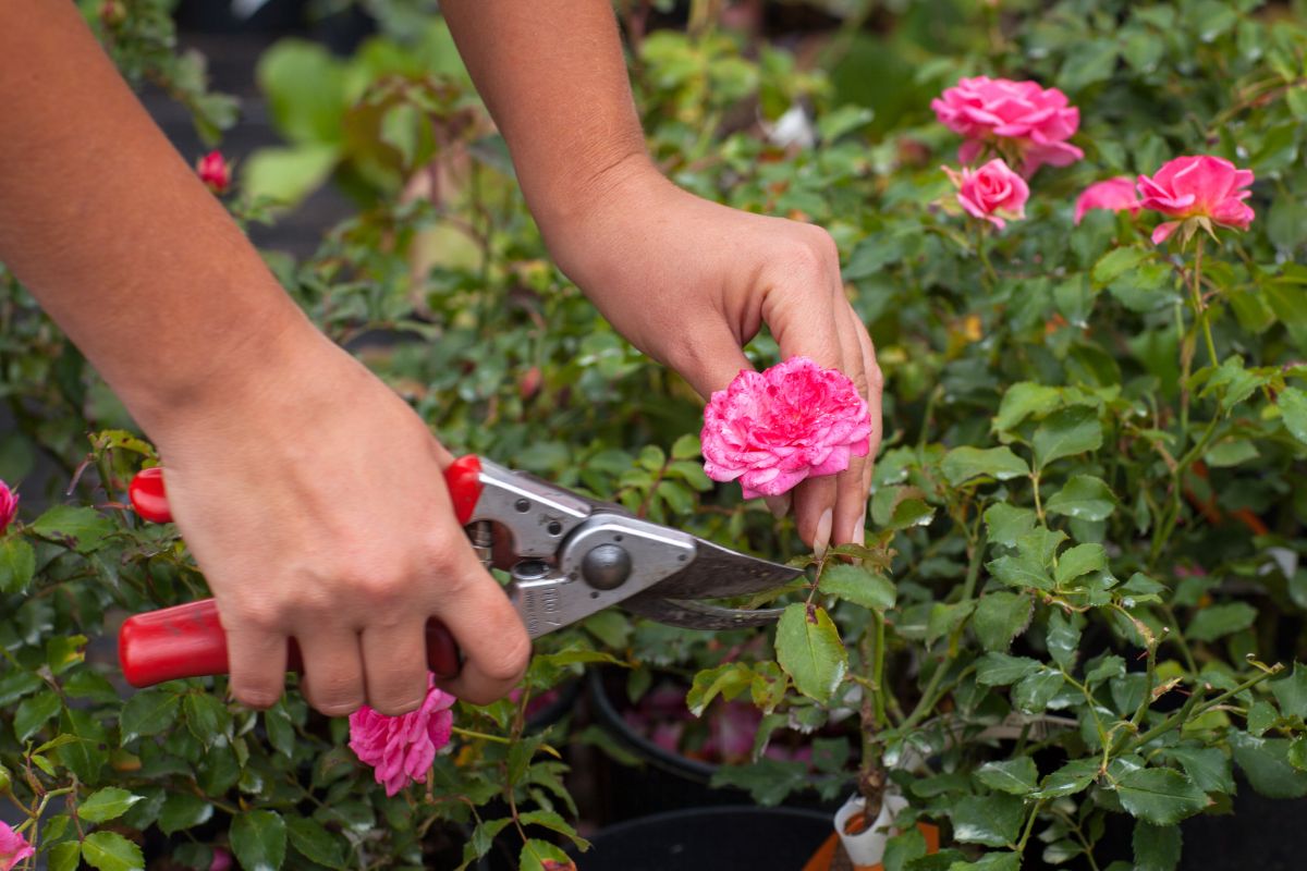 Rosas cultivar poda