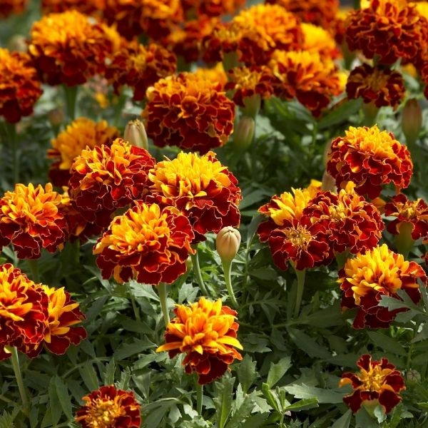 tagetes de tons vermelhos e amarelos