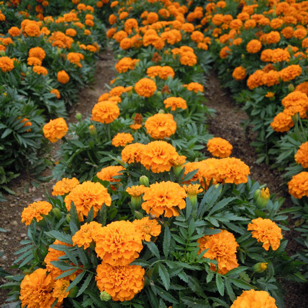 tagetes laranjas em jardim