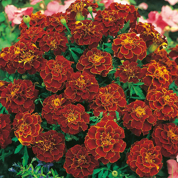 tagetes vermelhos