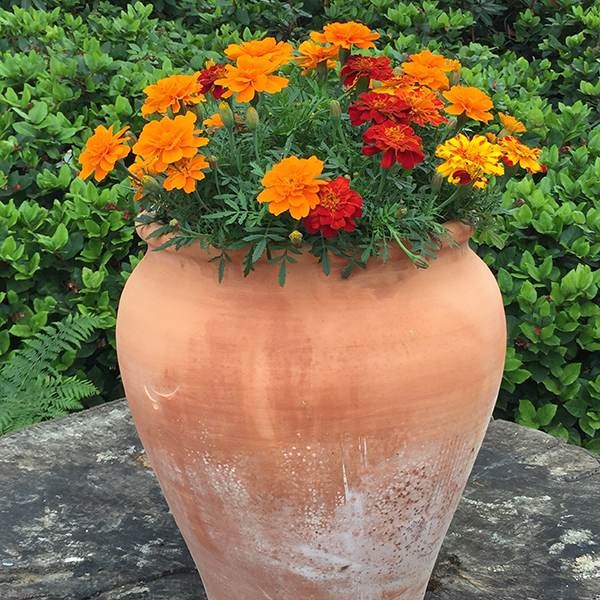 tagetes em vaso