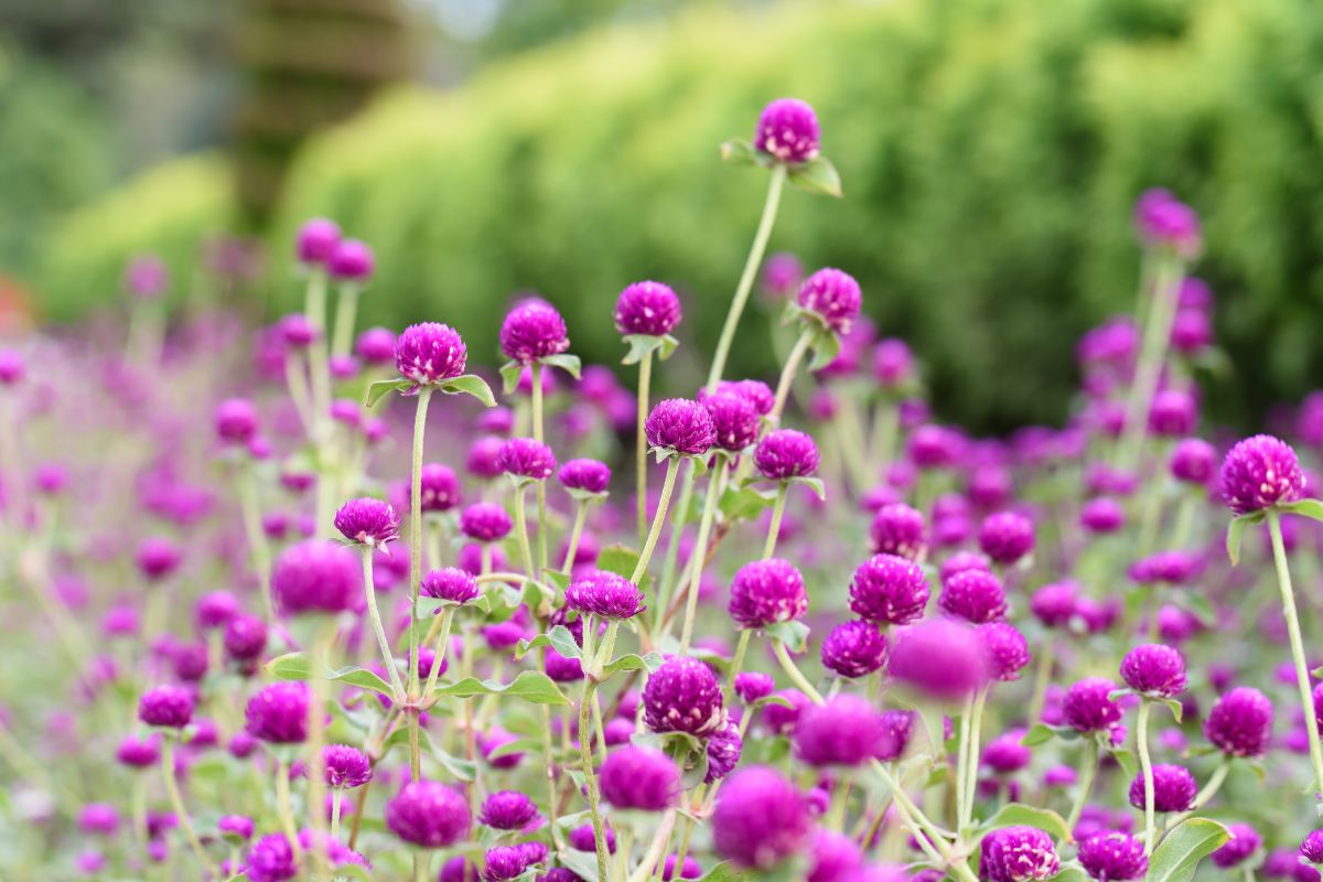 como cultivar flor perpétua caracteristicas