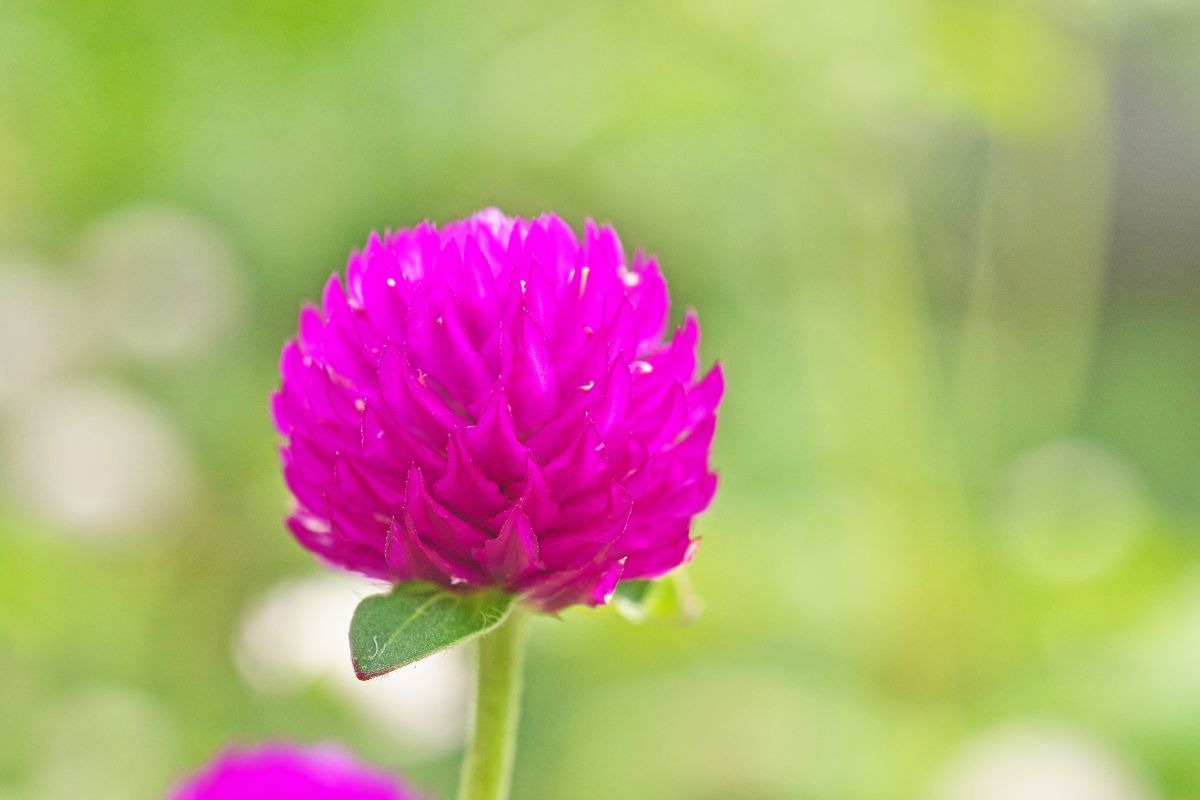 como cultivar flor perpétua plantio