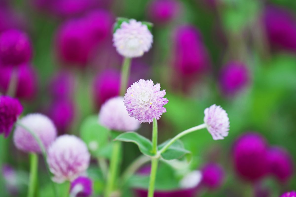 como cultivar flor perpétua rega