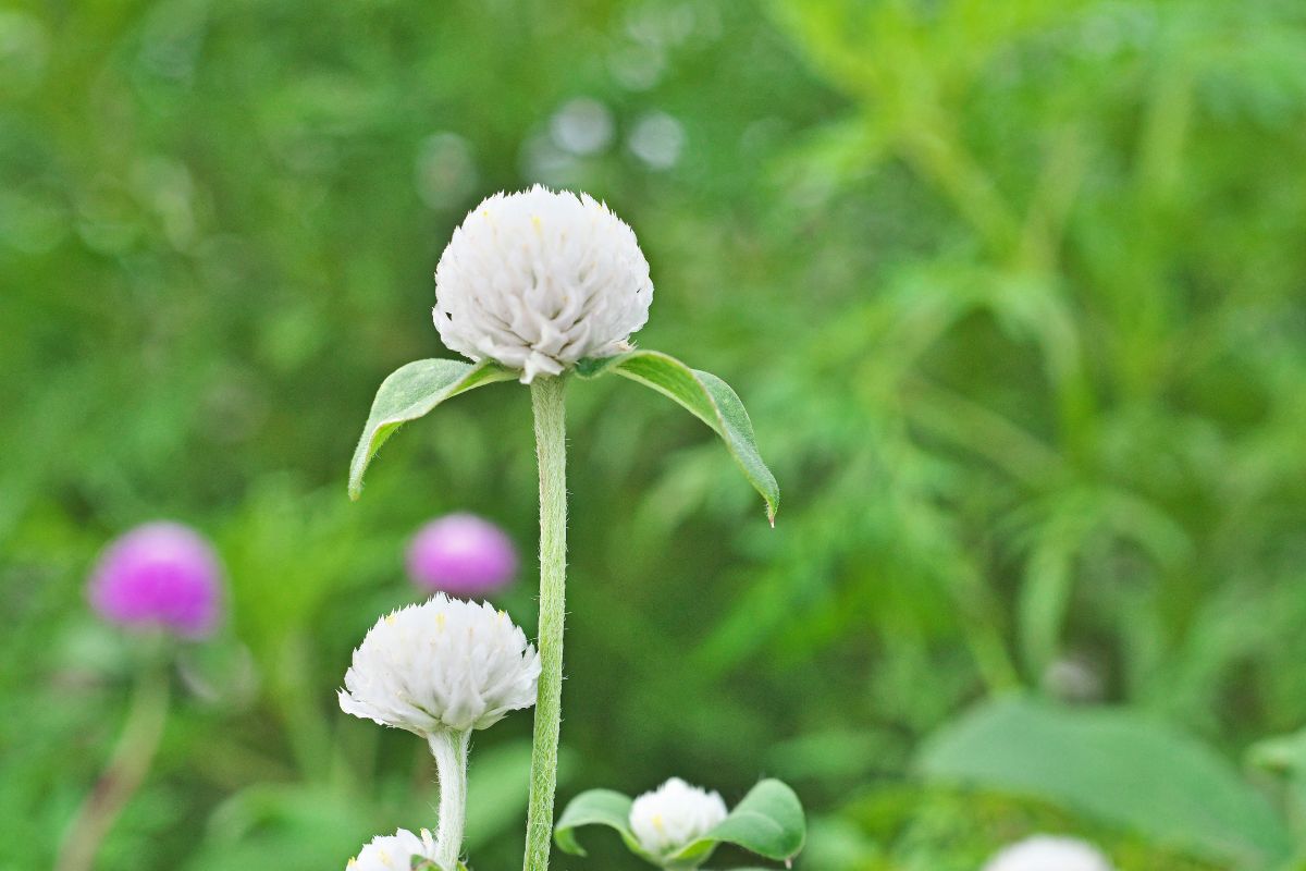 como cultivar flor perpétua temperatura