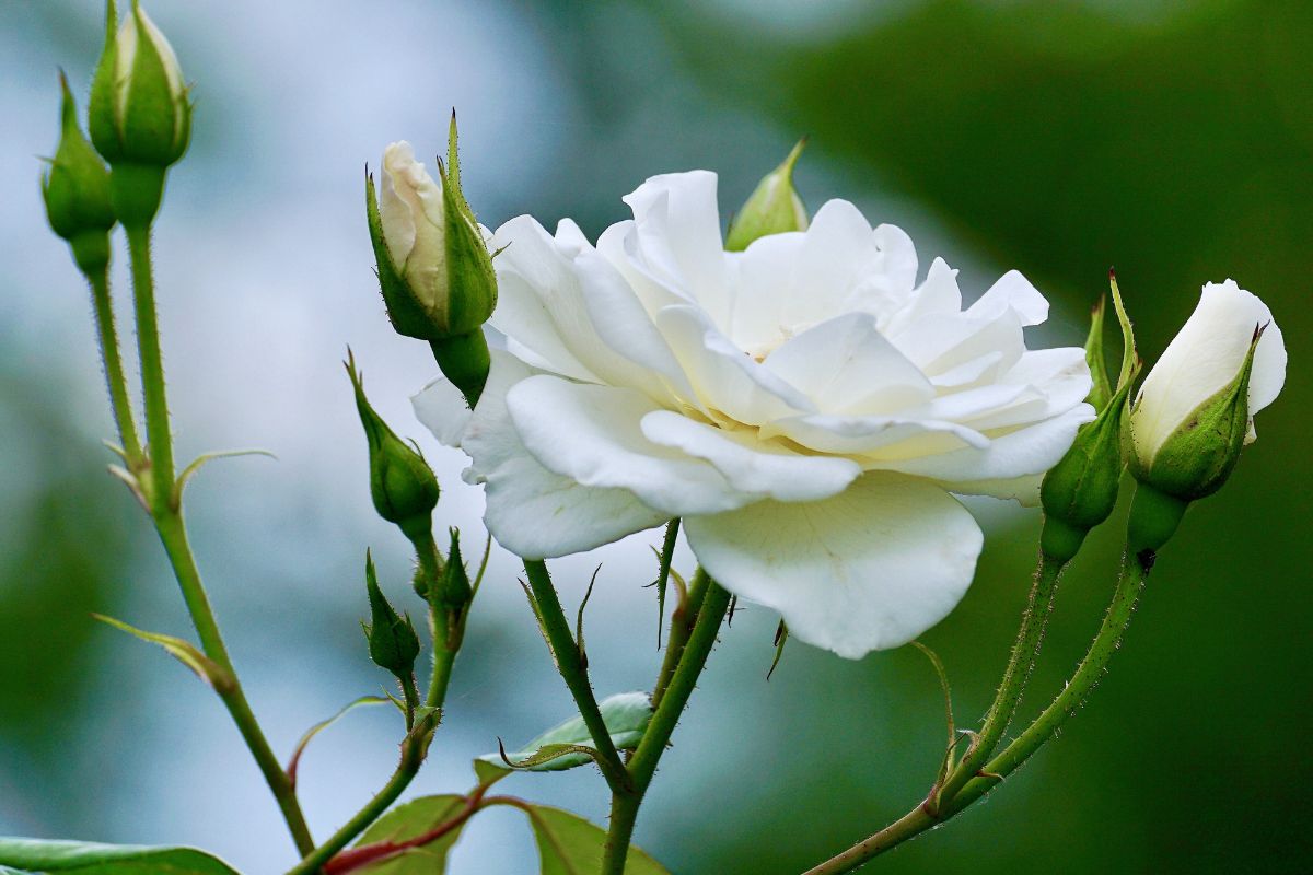 cultivar rosas controle de pragas