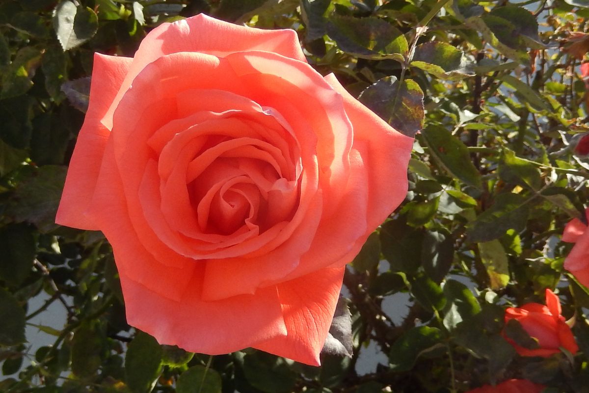 cultivar rosas iluminação